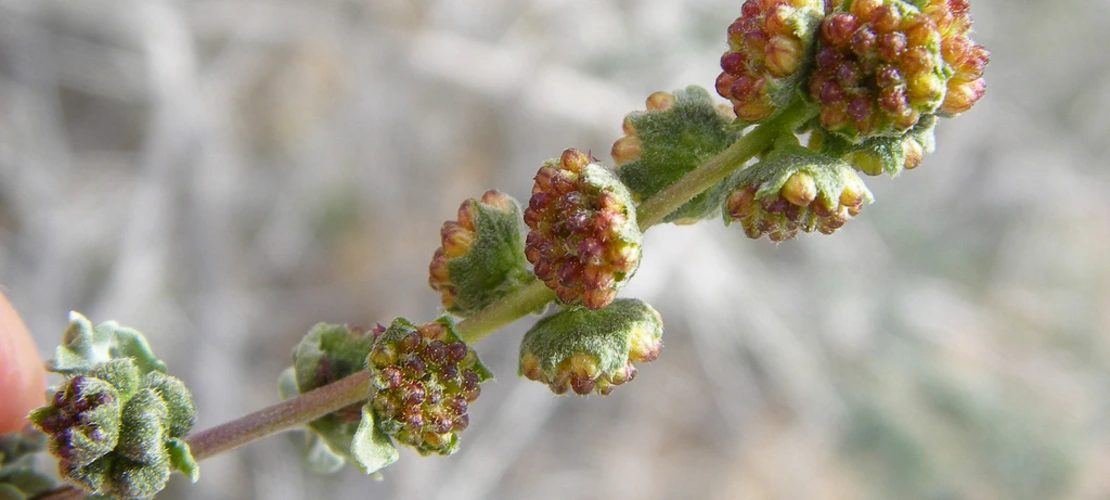 Ambrosia dumosa close up