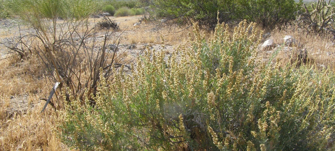 Ambrosia dumosa