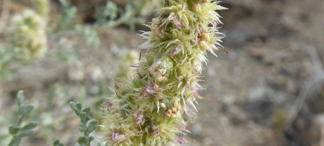 Ambrosia dumosa close up
