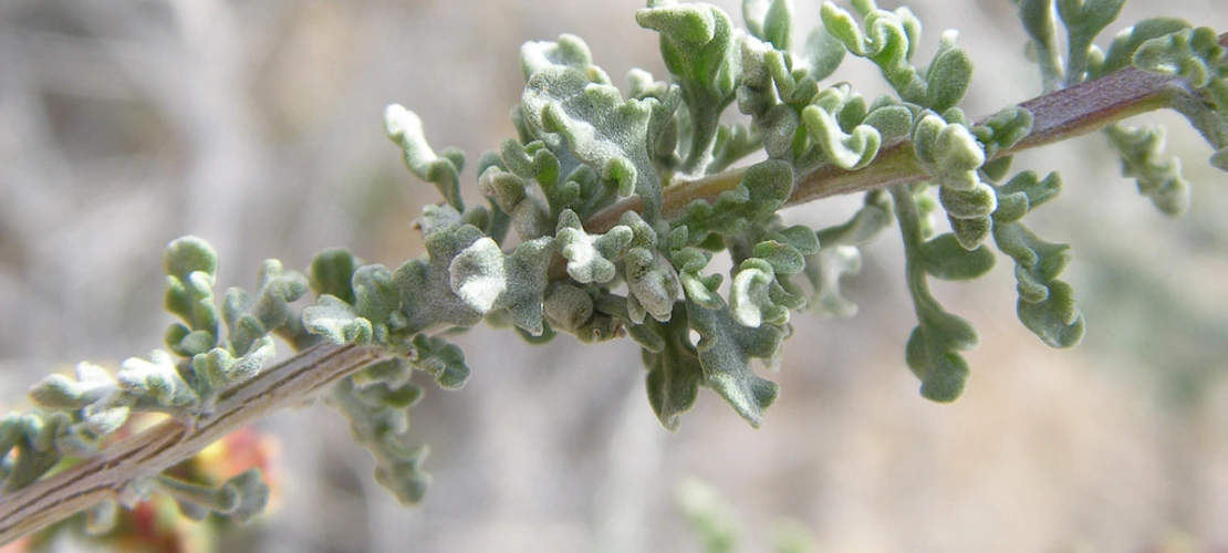 Ambrosia dumosa leaves