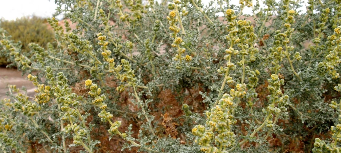 Ambrosia dumosa