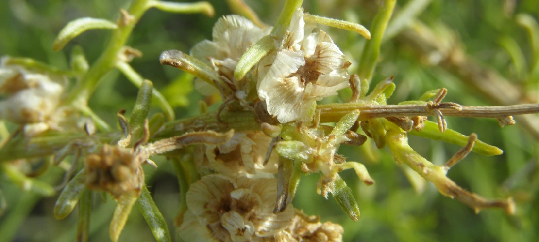 Ambrosia salsola fruit close up