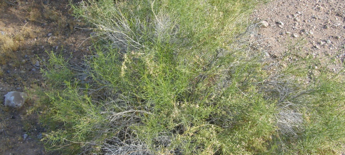 Ambrosia salsola