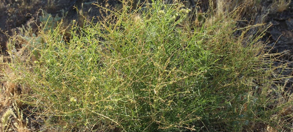 Ambrosia salsola