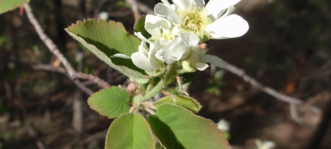 Amelanchier alnifolia