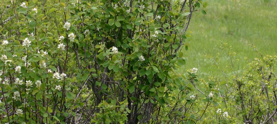 Amelanchier alnifolia