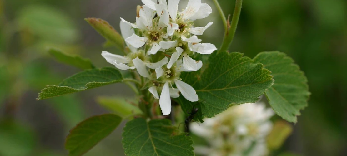 Amelanchier alnifolia flower close up