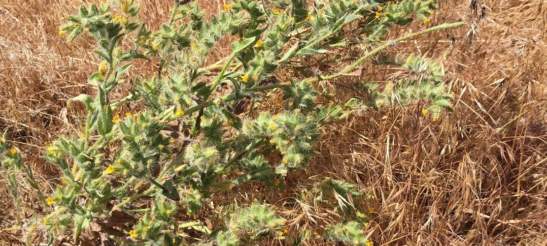 Amsinckia tessellata