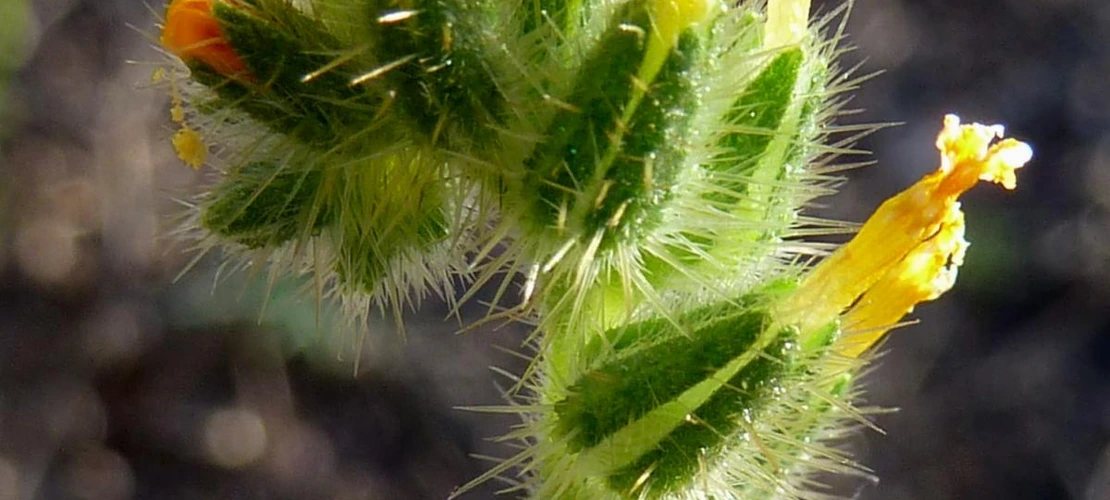 Amsinckia tessellata flowers