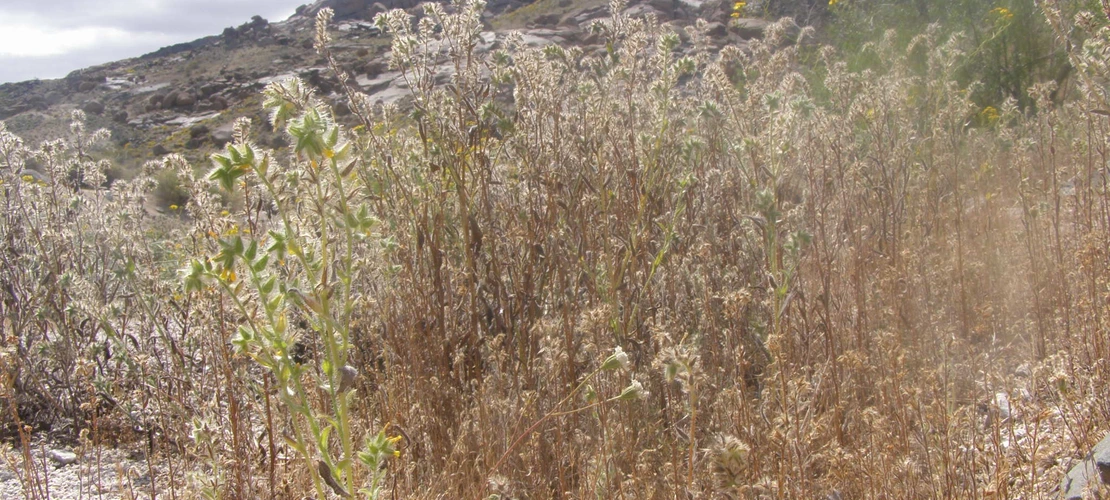 Amsinckia tessellata