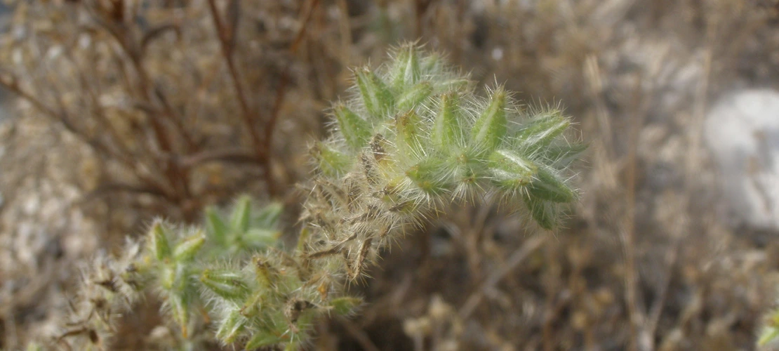 Amsinckia tessellata fruit