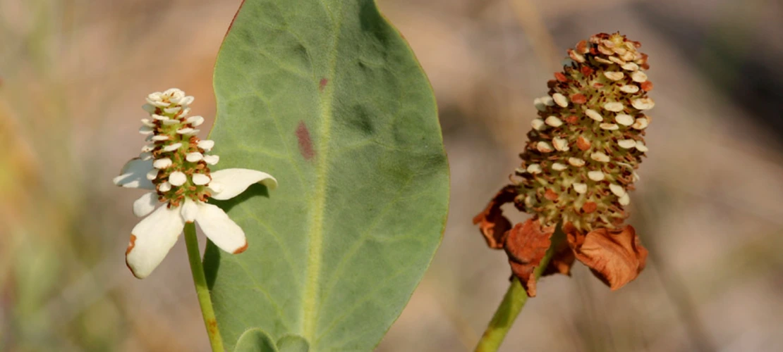 Anemopsis californica