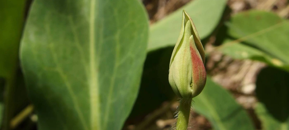 Anemopsis californica leaves and bud