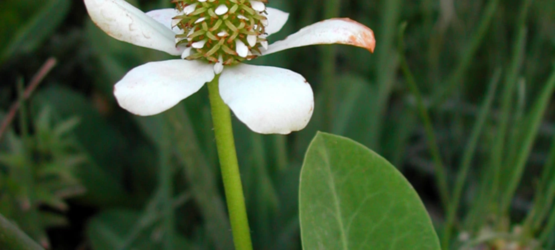 Anemopsis californica flower
