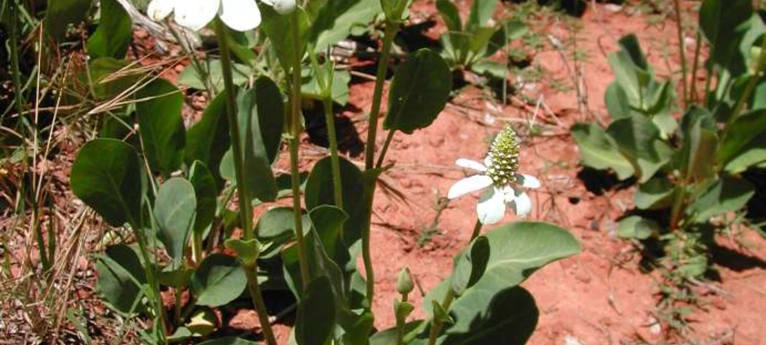 Anemopsis californica