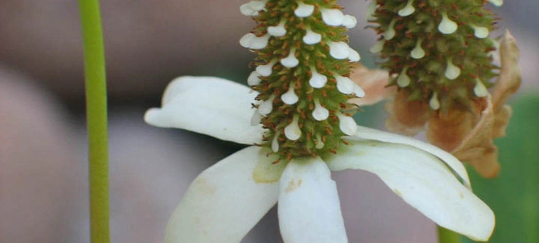 Anemopsis californica close up