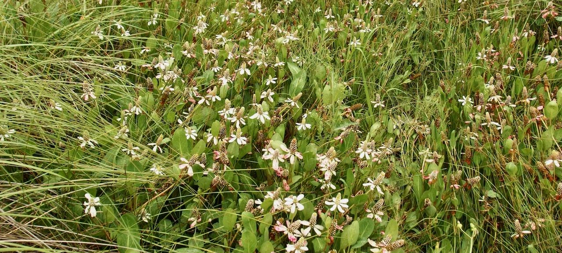 Anemopsis californica