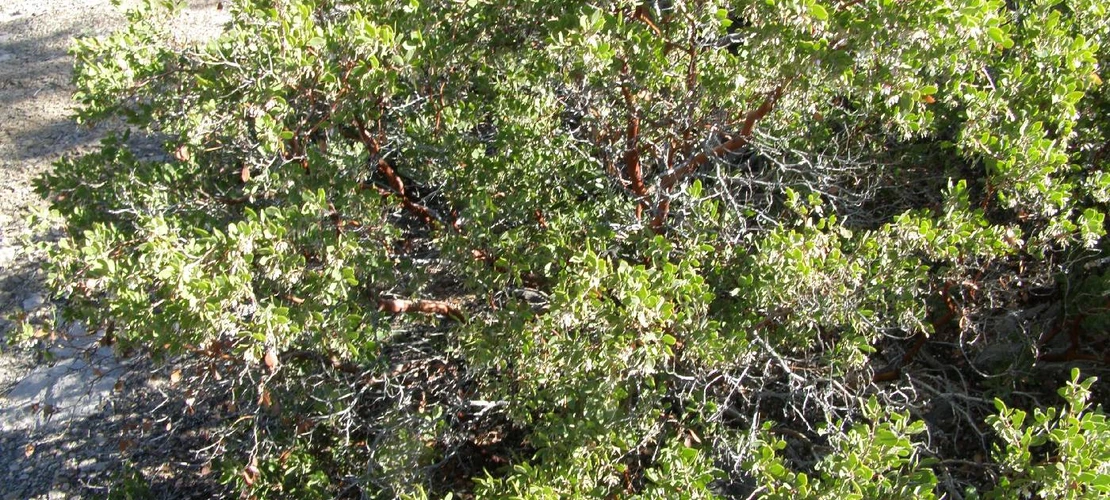 Arctostaphylos pungens