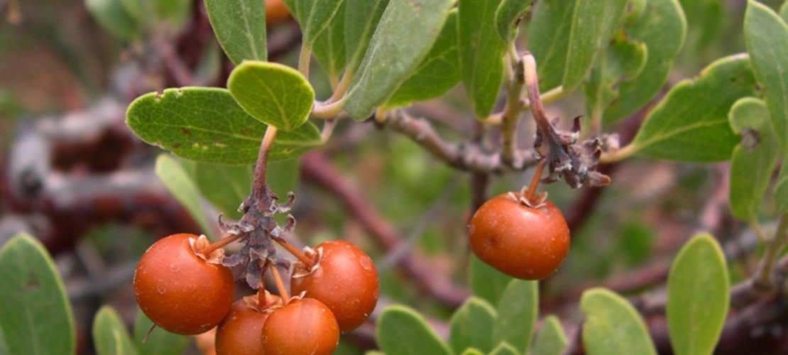 Arctostaphylos pungens fruit