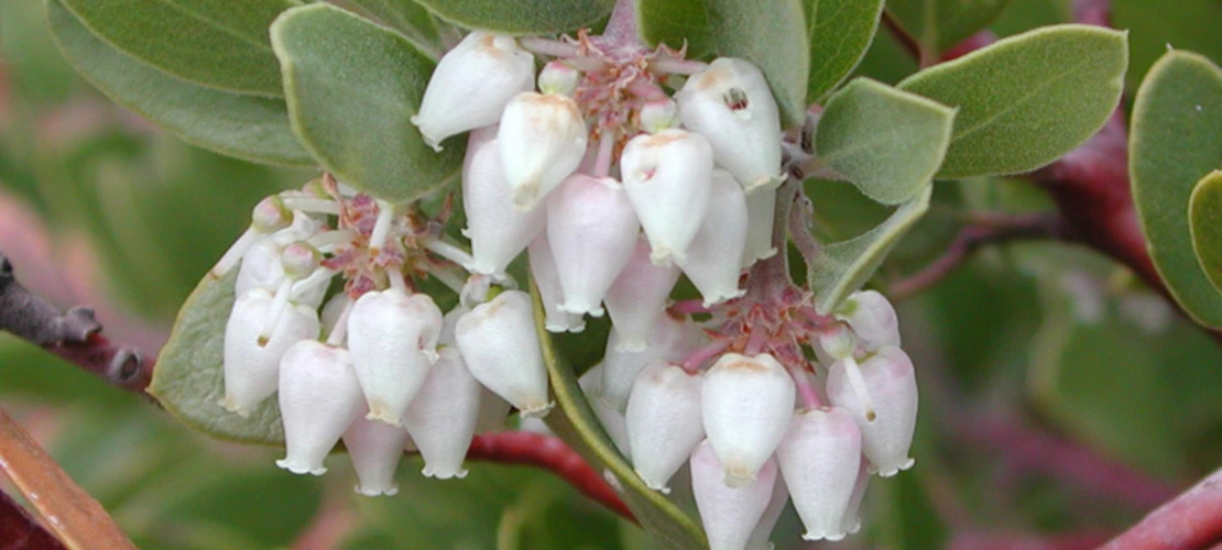Arctostaphylos pungens flowers