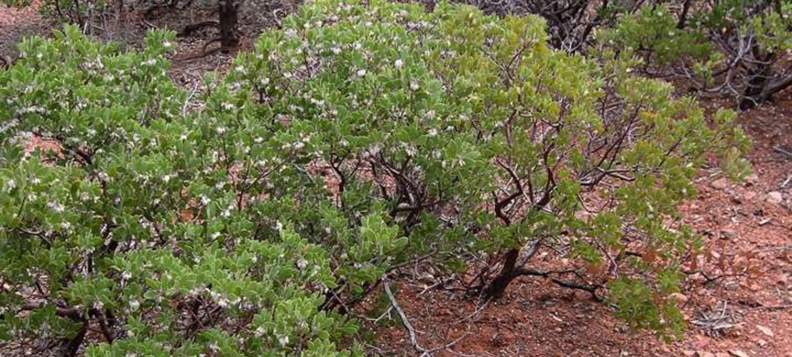 Arctostaphylos pungens