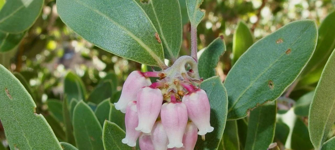 Arctostaphylos pungens flowers and leaves