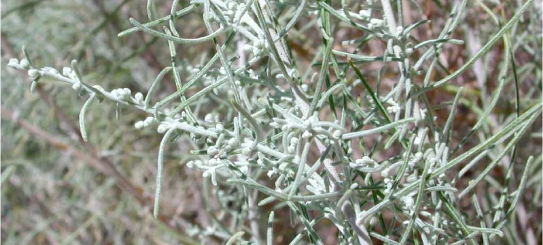 Artemisia filifolia close up