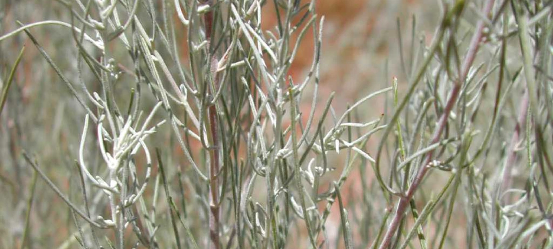 Artemisia filifolia leaves