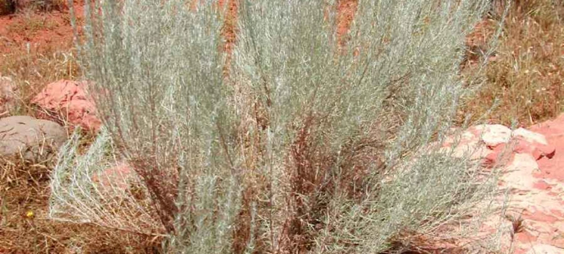Artemisia filifolia