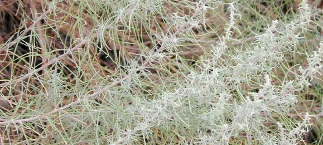 Artemisia filifolia