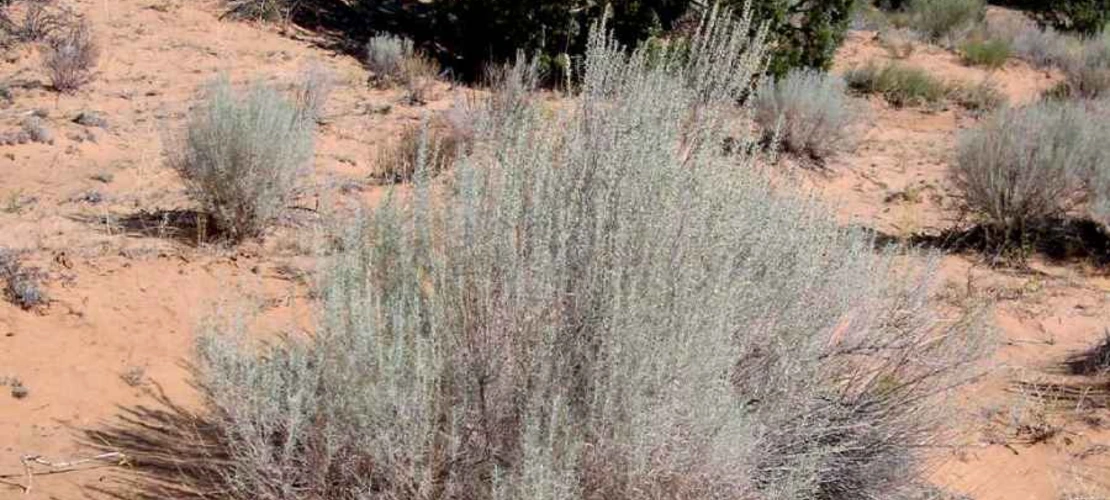 Artemisia filifolia