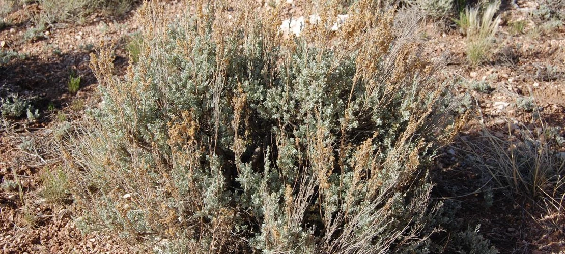 Artemisia nova