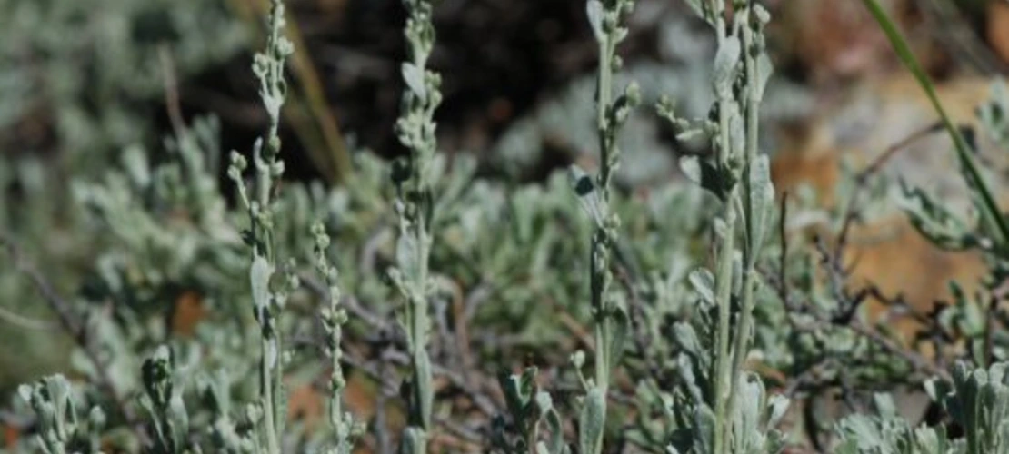 Artemisia tridentata spp vaseyana