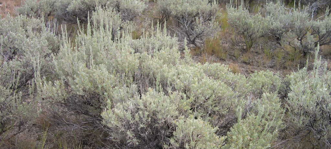 Artemisia tridentata spp vaseyana
