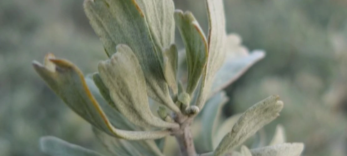 Artemisia tridentata spp vaseyana leaves close up