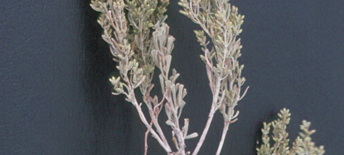 Artemisia tridentata ssp. wyomingensis close up