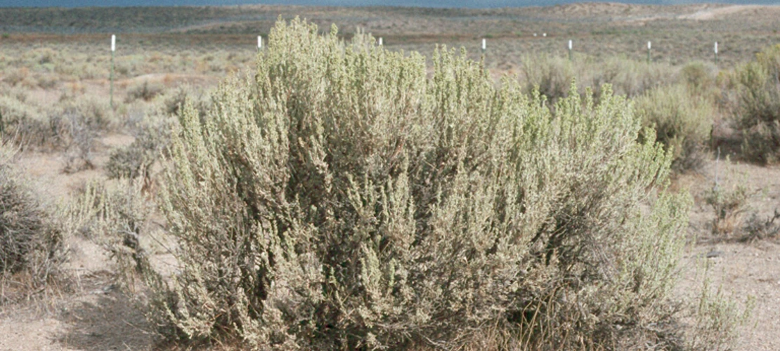 Artemisia tridentata ssp. wyomingensis