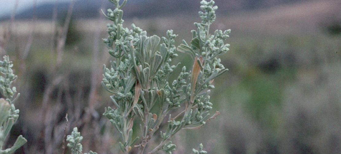 Artemisia tridentata tridentata close up