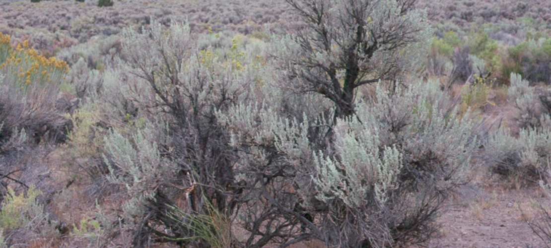 Artemisia tridentata tridentata