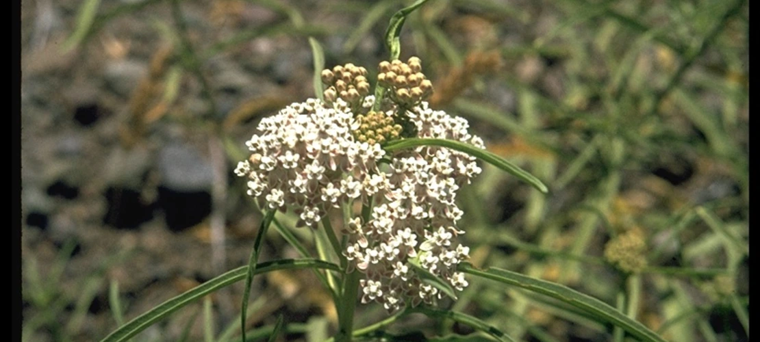 Asclepias fascicularis