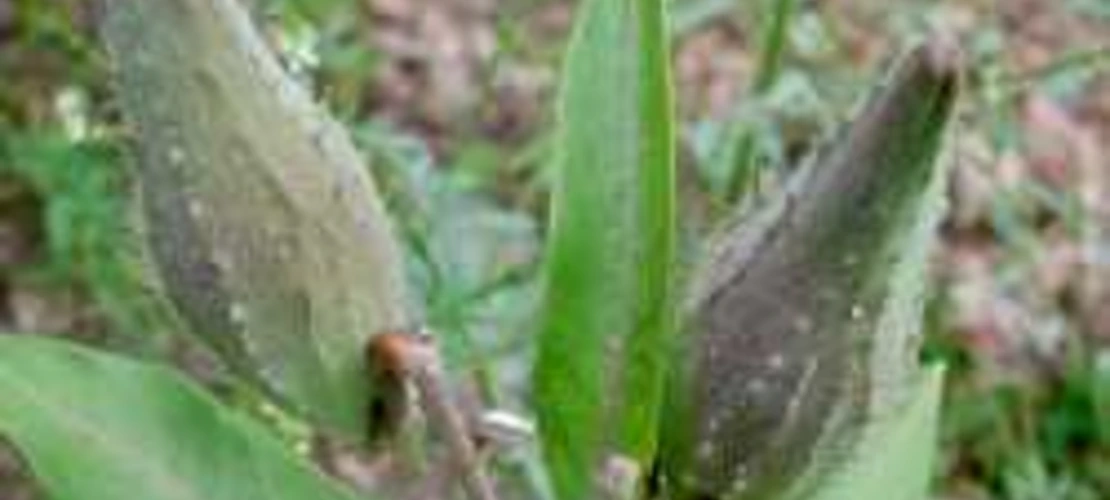 Asclepias speciosa fruit