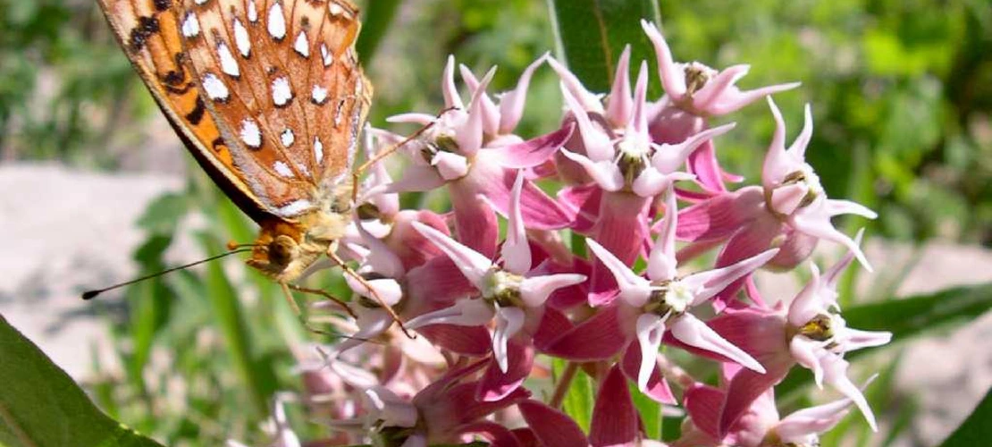 Asclepias speciosa flower close up with pollinators