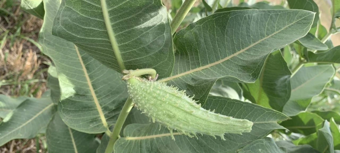 Asclepias speciosa fruit