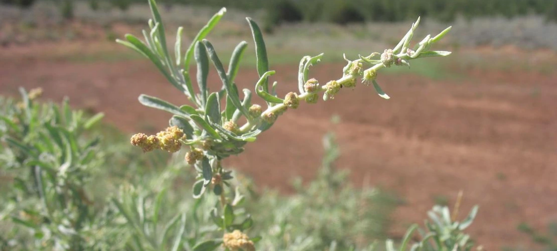 Atriplex canescens close up