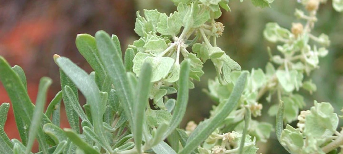 Atriplex canescens leaves
