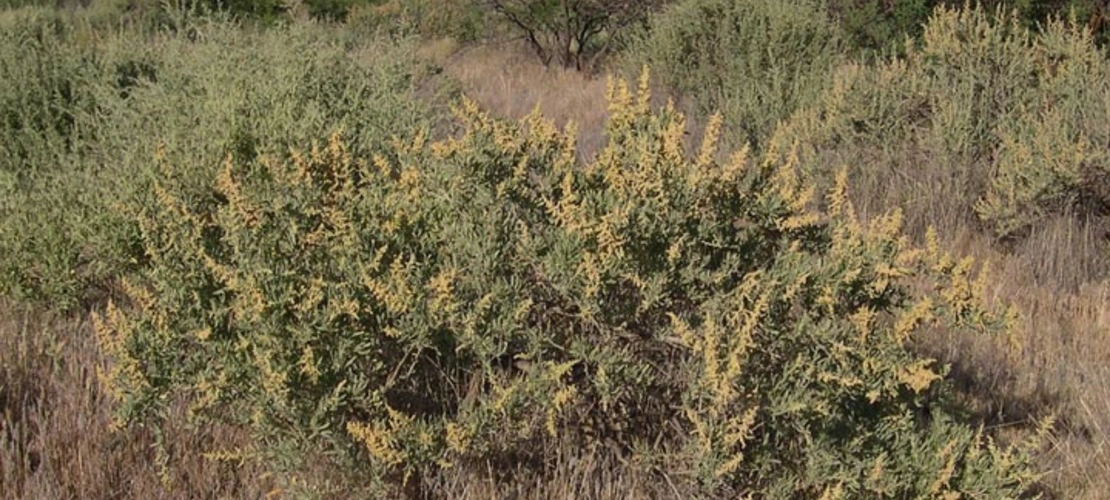 Atriplex canescens