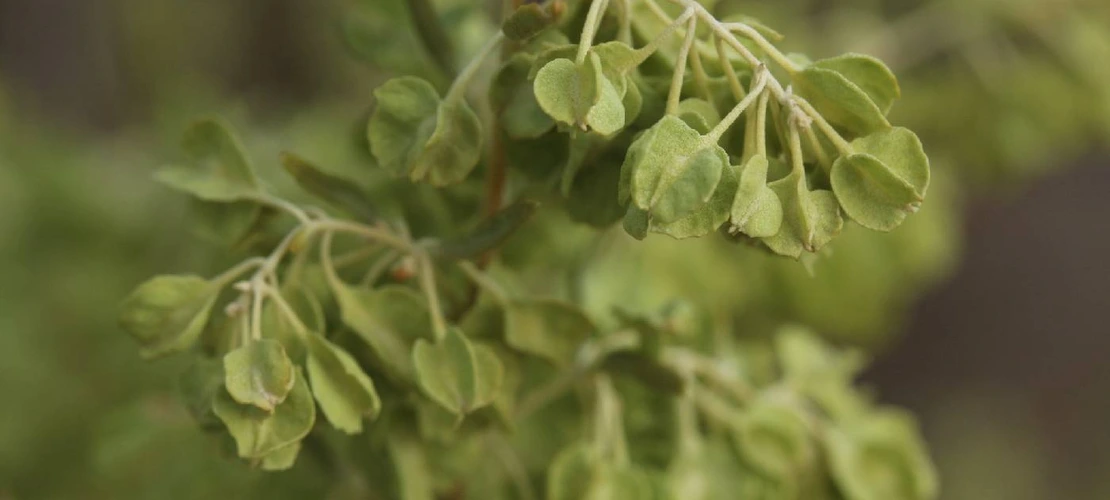Atriplex canescens fruit