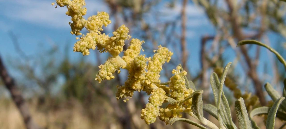 Atriplex canescens flowers