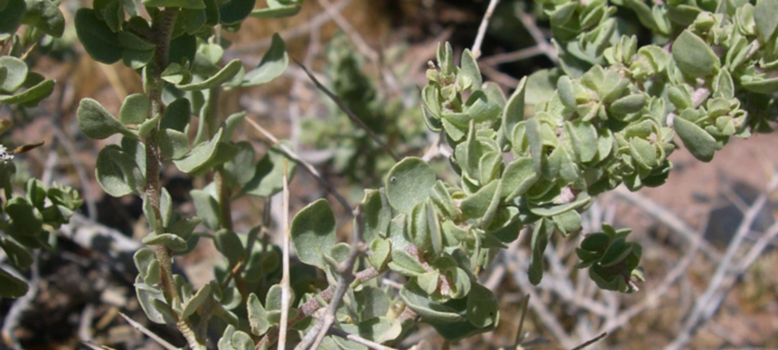 Atriplex confertifolia close up