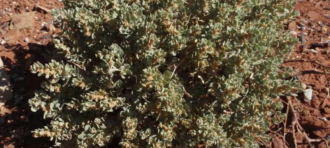 Atriplex confertifolia